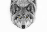 Yellow eyes - Timber Wolf Poster och Canvastavla