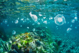 Jellyfish world Poster och Canvastavla