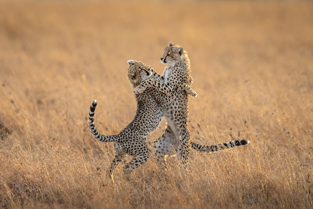 Two cheetahs in the morning Poster och Canvastavla