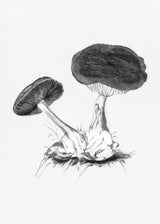 Vintage Violet Webcap Mushroom Bright BW Poster och Canvastavla
