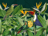 Rainforest Birds Poster och Canvastavla