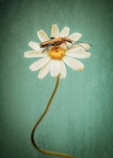 Flower my house Poster och Canvastavla