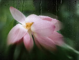 lotus in rain Poster och Canvastavla