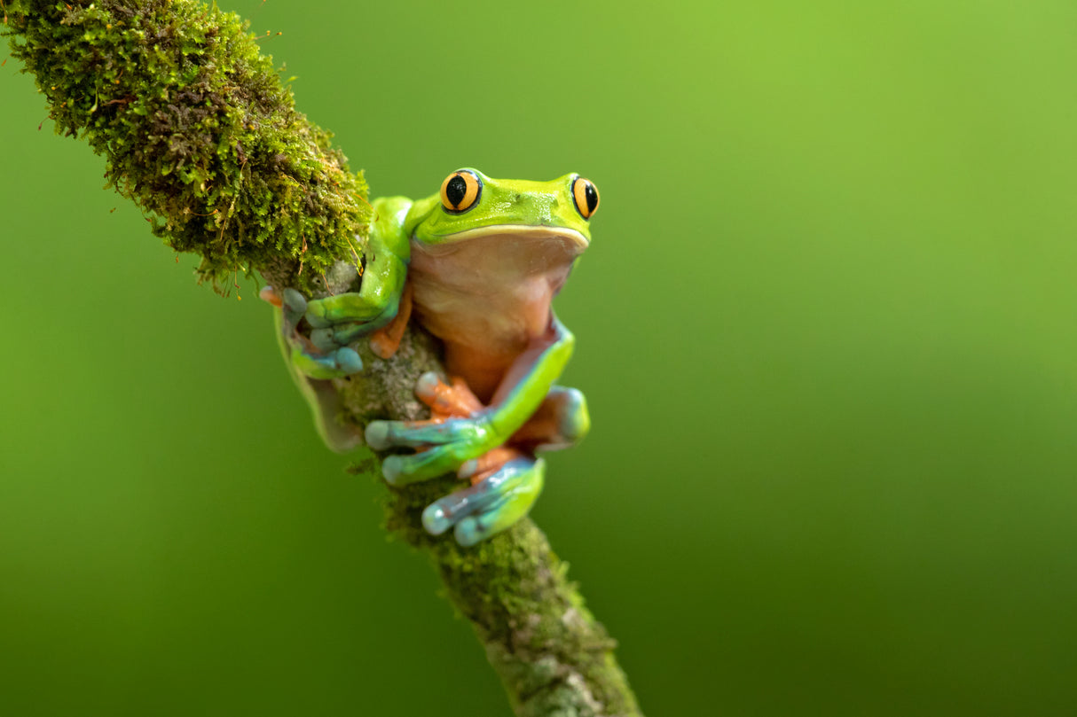 Blue-sided leaf frog Poster och Canvastavla