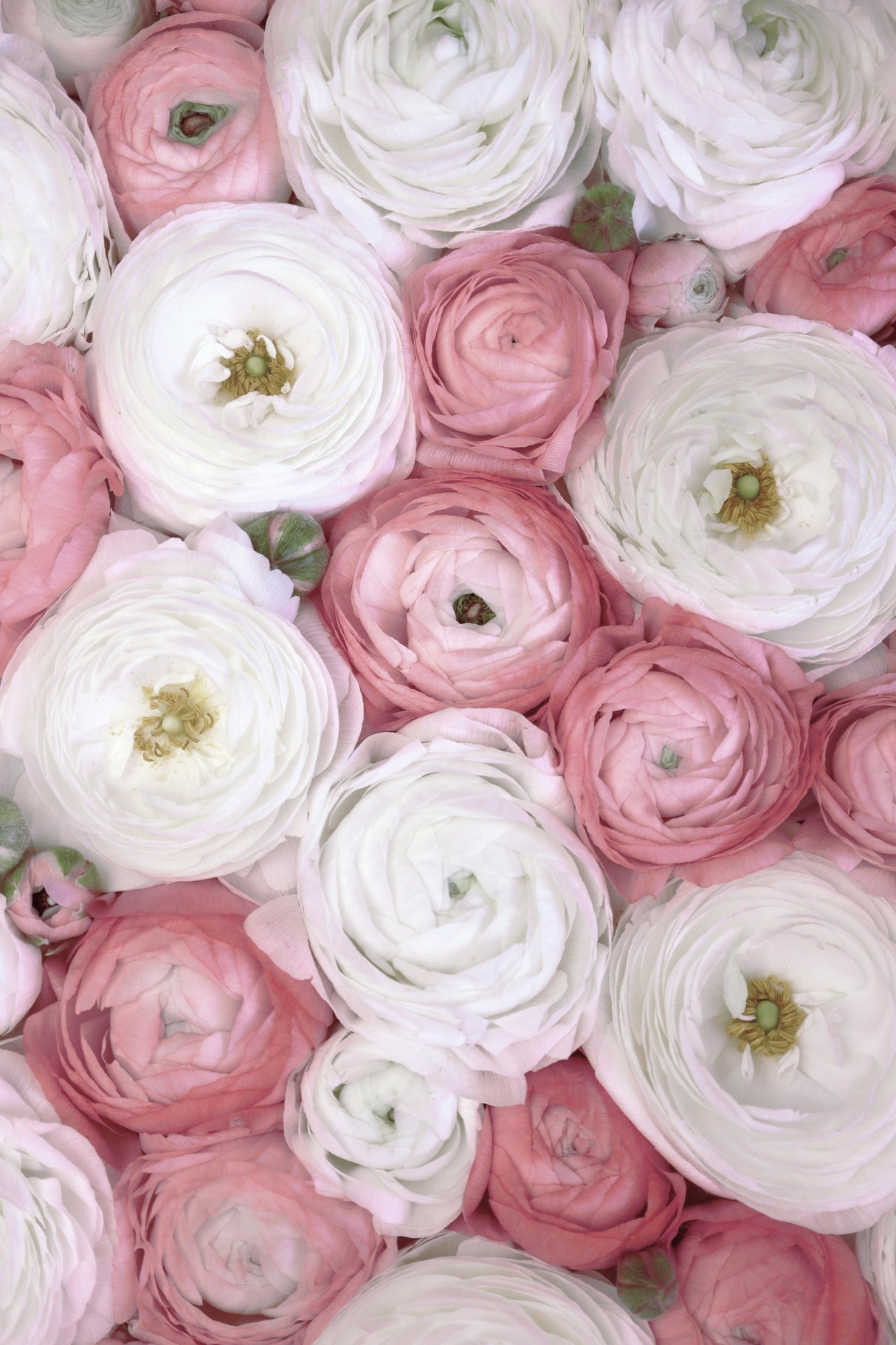 Scattered ranunculus in muted pink I Poster och Canvastavla