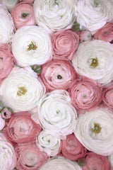 Scattered ranunculus in muted pink I Poster och Canvastavla