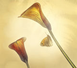 arums ... Poster och Canvastavla