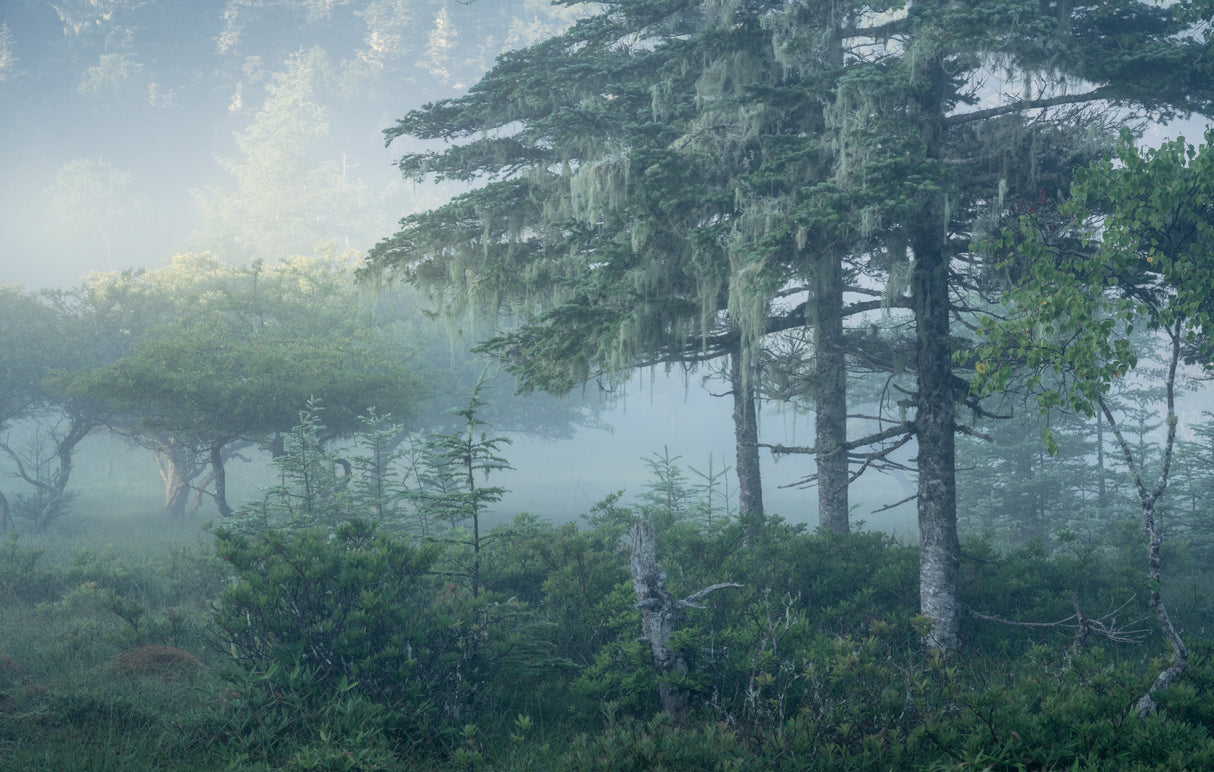 霧の中を通り抜ける Poster och Canvastavla