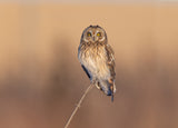 Short-eared owl Poster och Canvastavla
