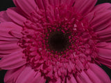 beautiful flower Poster och Canvastavla