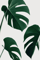 Monstera Nautral 39 Poster och Canvastavla