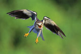 Black-winged Kite Poster och Canvastavla