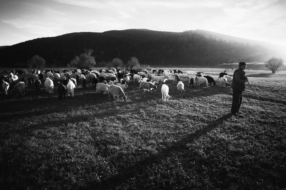 Shepherd Poster och Canvastavla