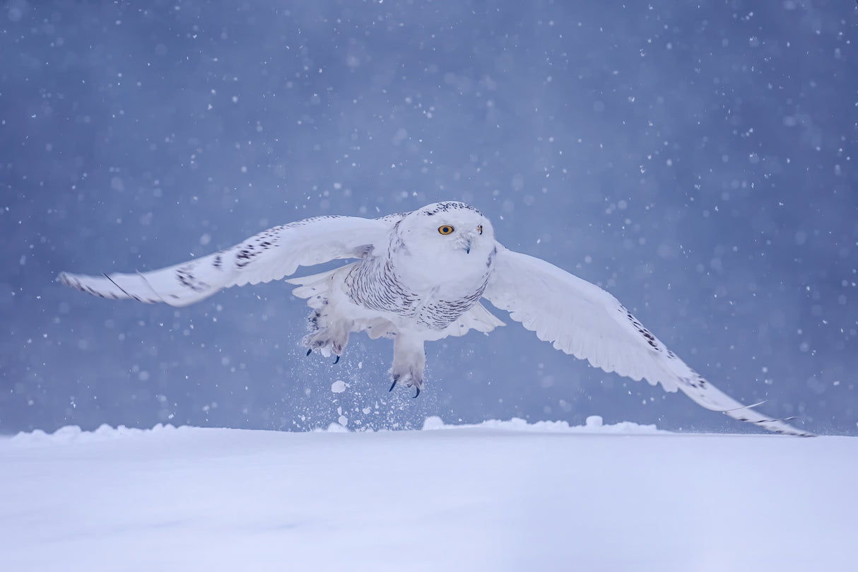 Flying in the snow Poster och Canvastavla