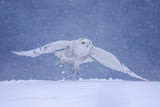 Flying in the snow Poster och Canvastavla