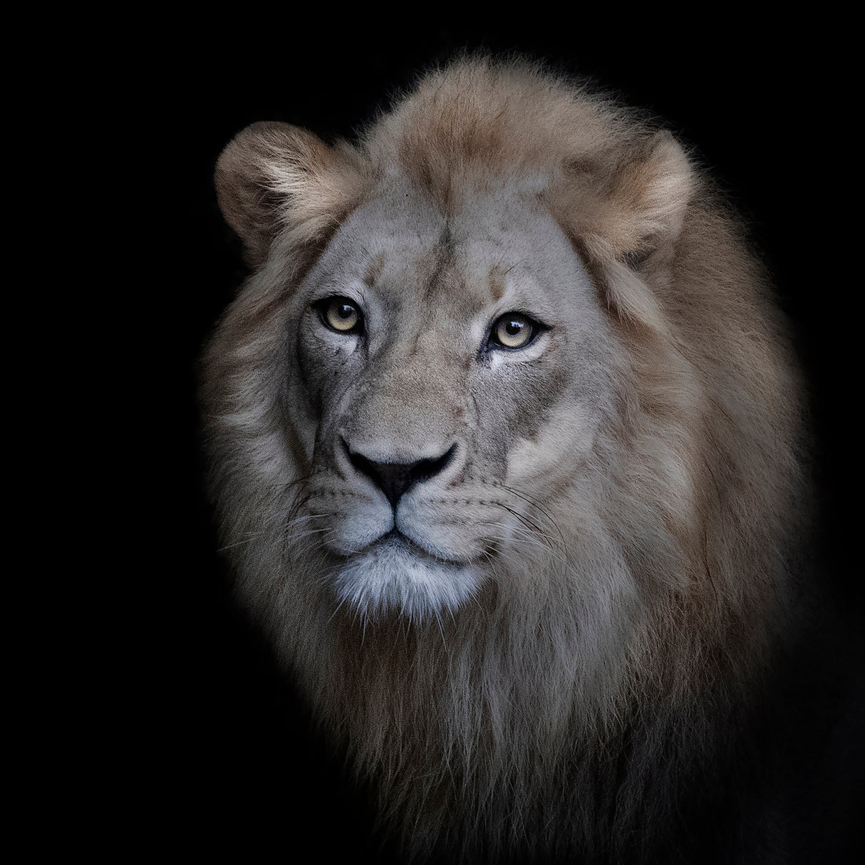 The King Poster och Canvastavla