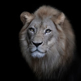 The King Poster och Canvastavla