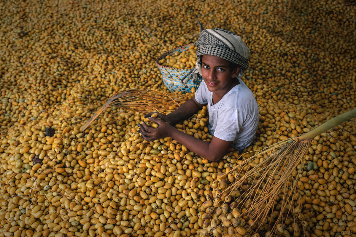 Date Harvest Season Poster och Canvastavla