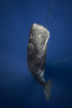 Candle sperm whale Poster och Canvastavla