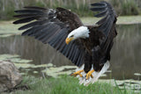 Bald Eagle Poster och Canvastavla