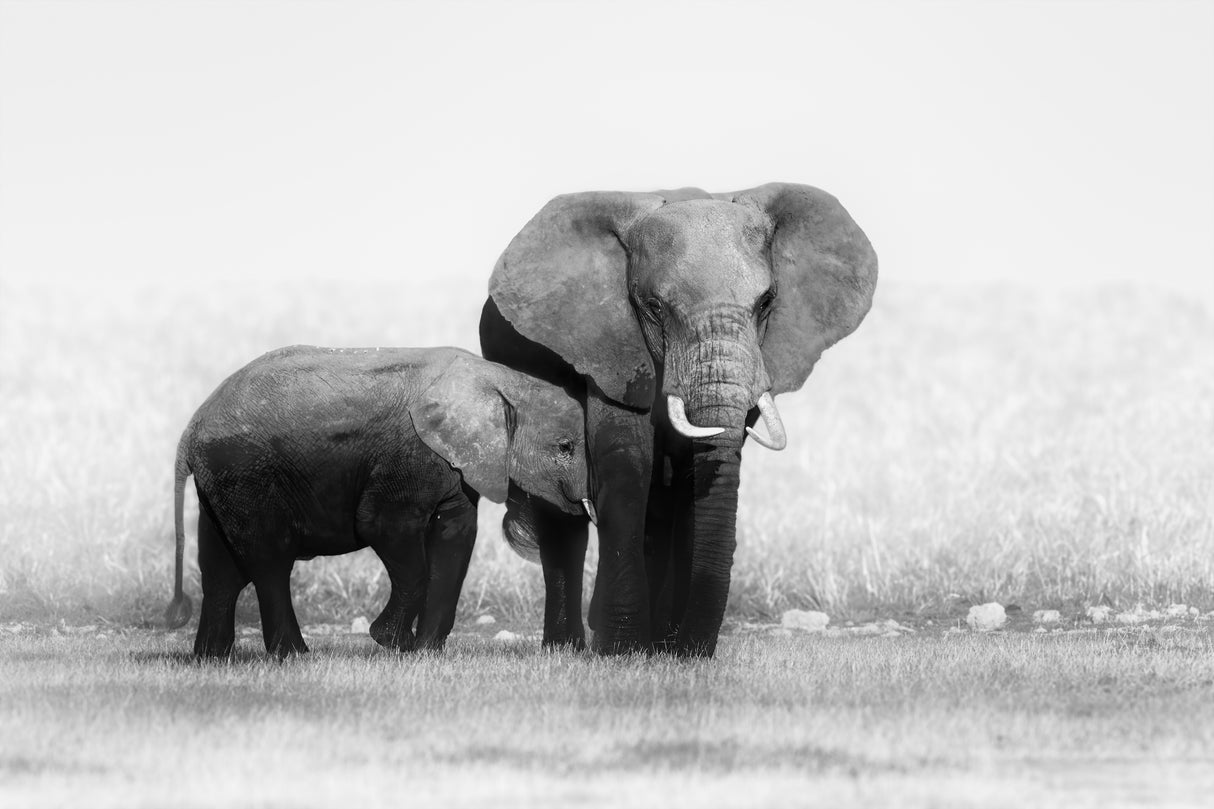 Mother and Calf Elephants Poster och Canvastavla