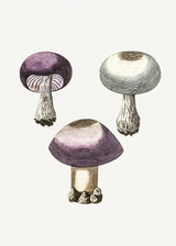 Hand Darwn Violet Webcap Mushroom Poster och Canvastavla