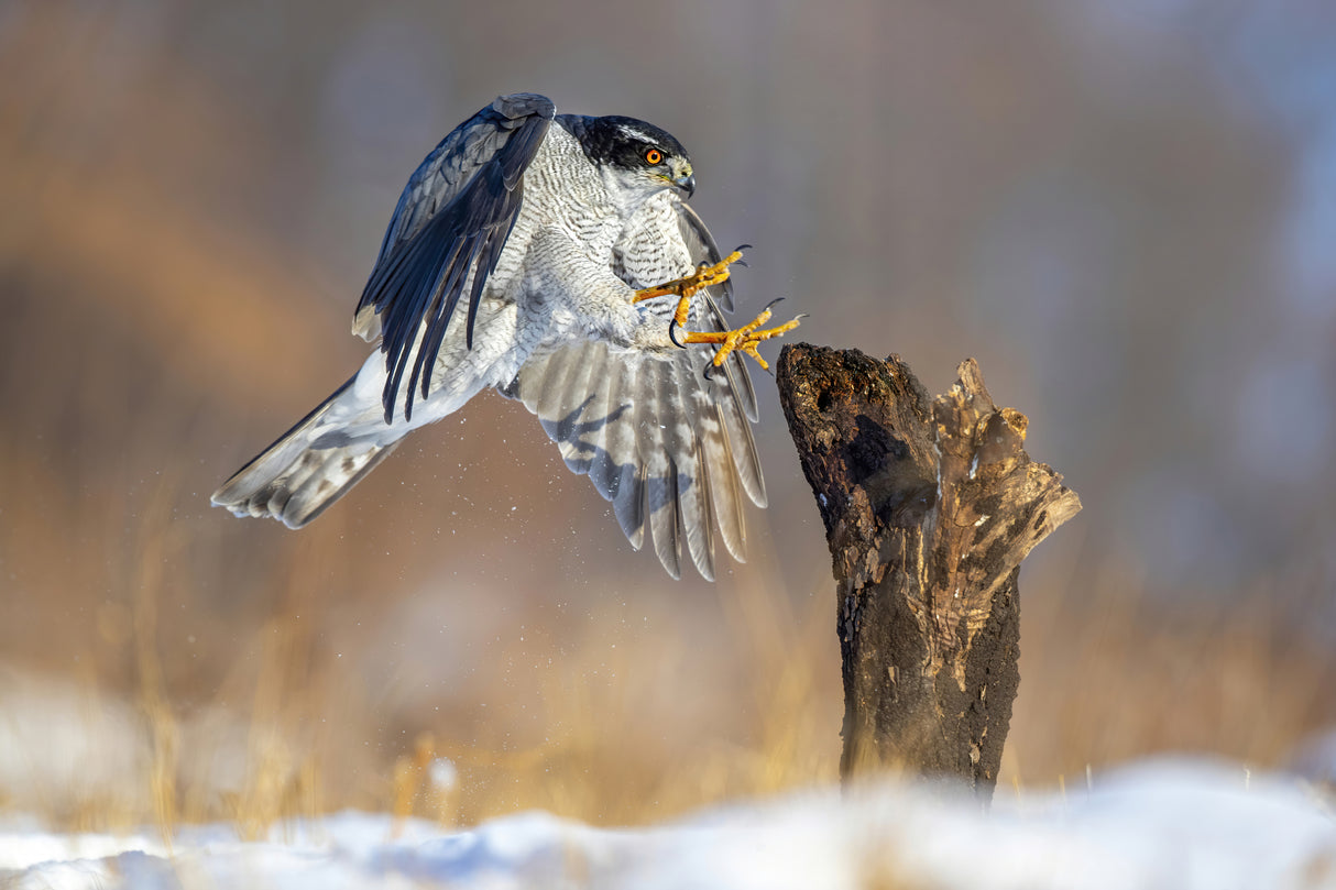Landing Poster och Canvastavla
