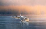 Running on water Poster och Canvastavla