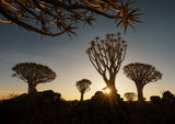 The Quiver trees in Namibia Poster och Canvastavla