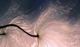 Ephemeral waves... Poster och Canvastavla