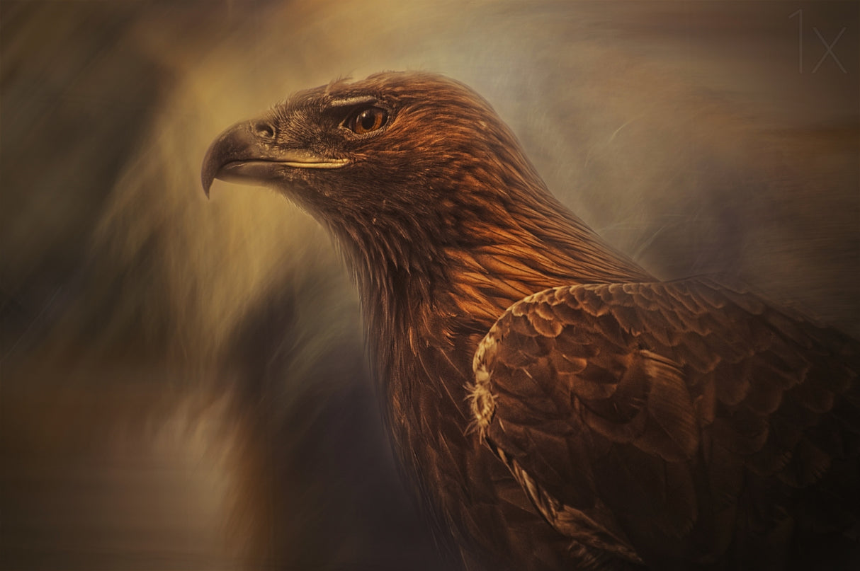 instincts cage Poster och Canvastavla