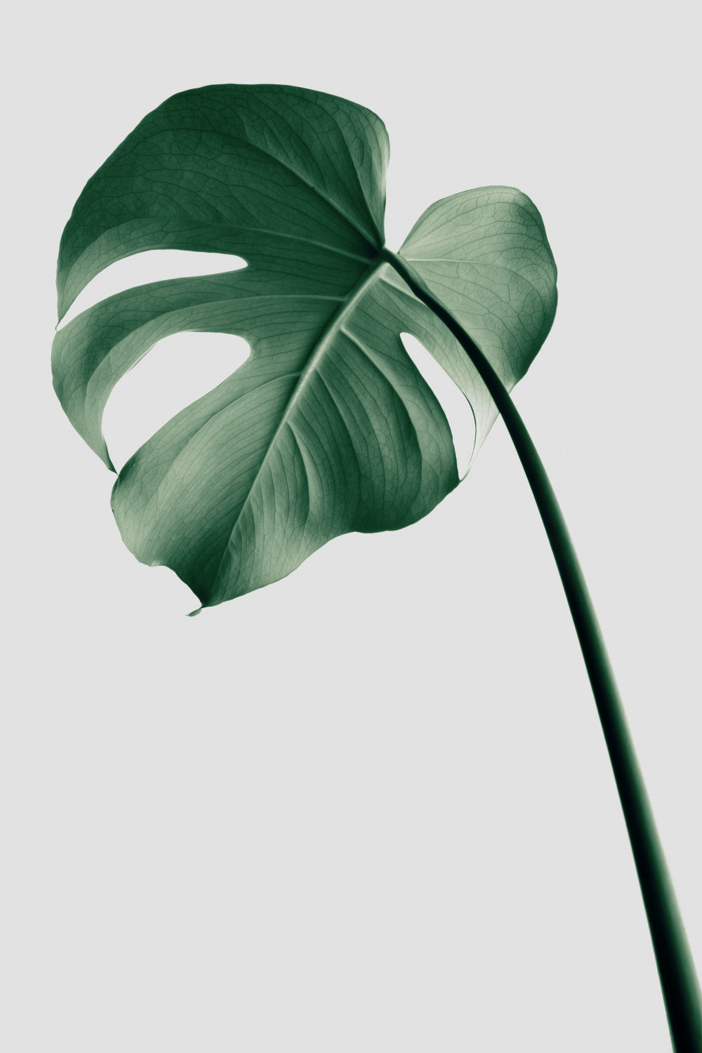 Monstera Natural 36 Poster och Canvastavla