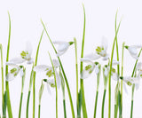Snowdrops Poster och Canvastavla