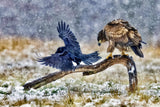 White-tailed eagle Poster och Canvastavla