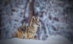 Coyote Poster och Canvastavla