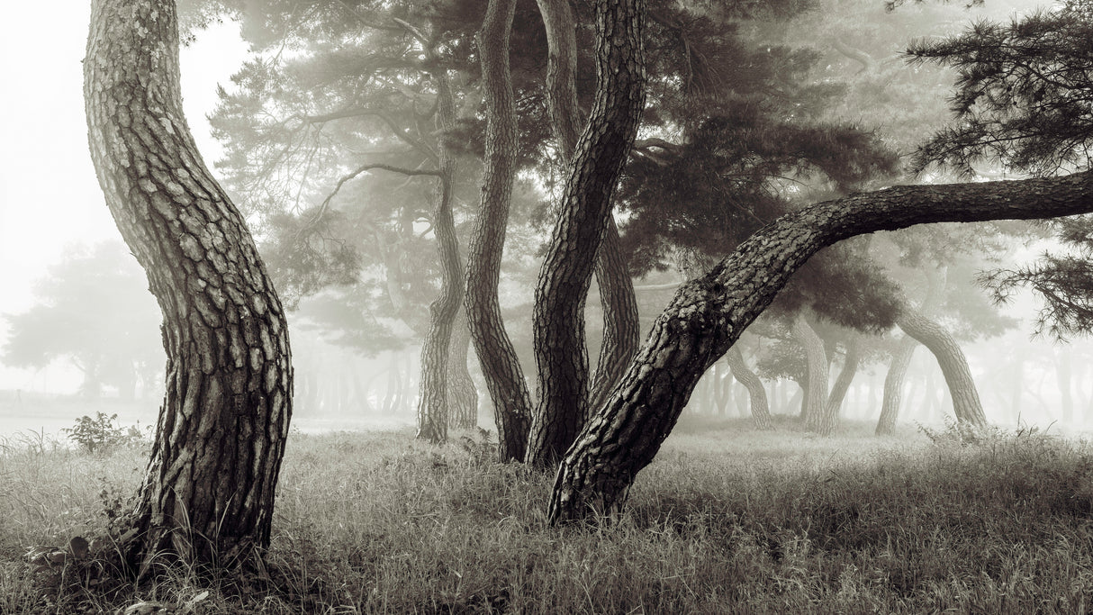 Pine Grove in Fog-1 Poster och Canvastavla