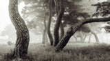 Pine Grove in Fog-1 Poster och Canvastavla