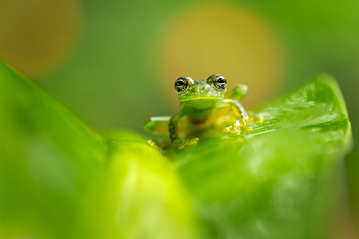 Cascade Glass Frog Poster och Canvastavla