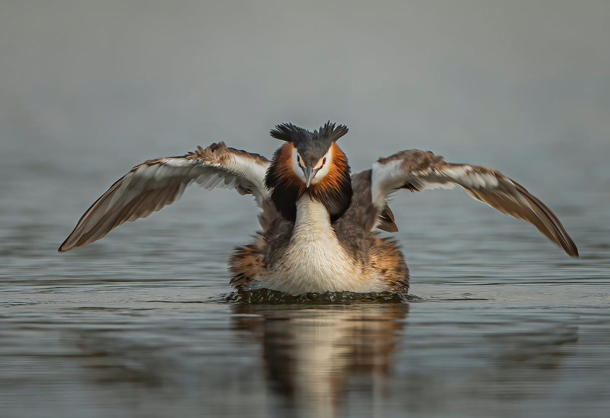 Great Crested Grebe Poster och Canvastavla