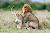 Lioness Tempting For The Mating Poster och Canvastavla