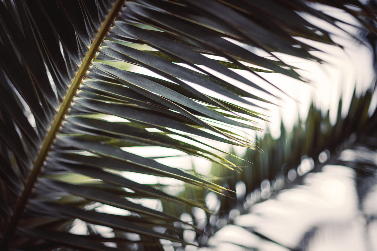 Palm Branches Poster och Canvastavla
