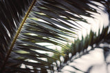 Palm Branches Poster och Canvastavla