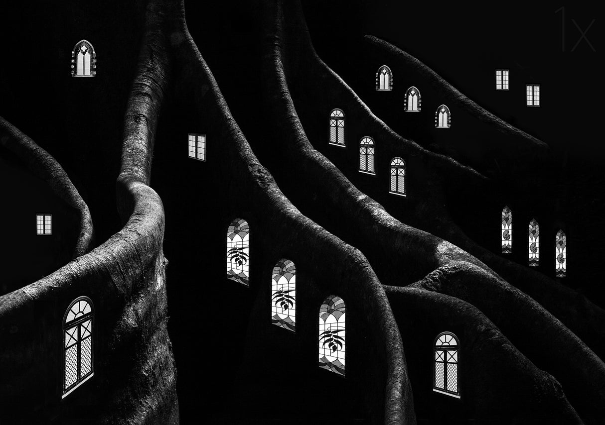 Windows of the Forest Poster och Canvastavla
