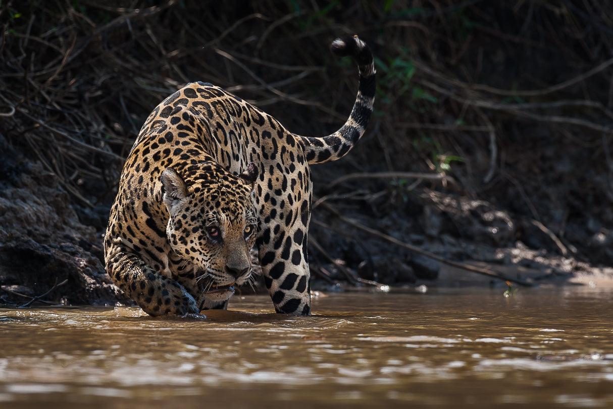 Jaguar king of Pantanal2 Poster och Canvastavla