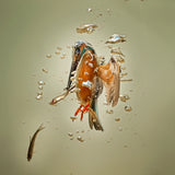 The free Diver Poster och Canvastavla