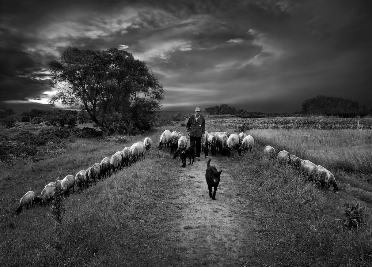 The shepherd Poster och Canvastavla