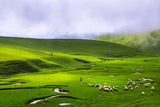 Yayla Poster och Canvastavla
