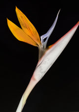 Bird of Paradise Poster och Canvastavla