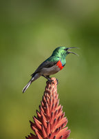 The singing  sunbird Poster och Canvastavla
