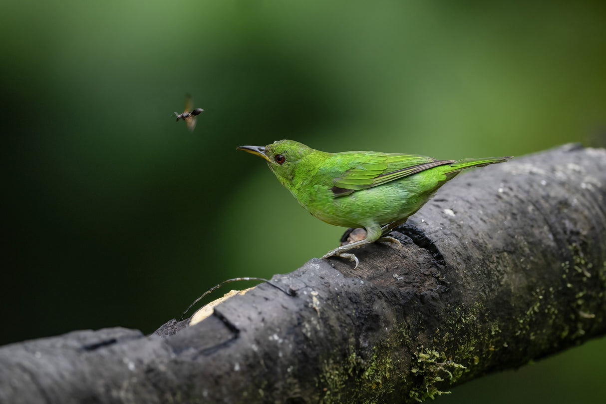 Green Honeycreeper Female Poster och Canvastavla